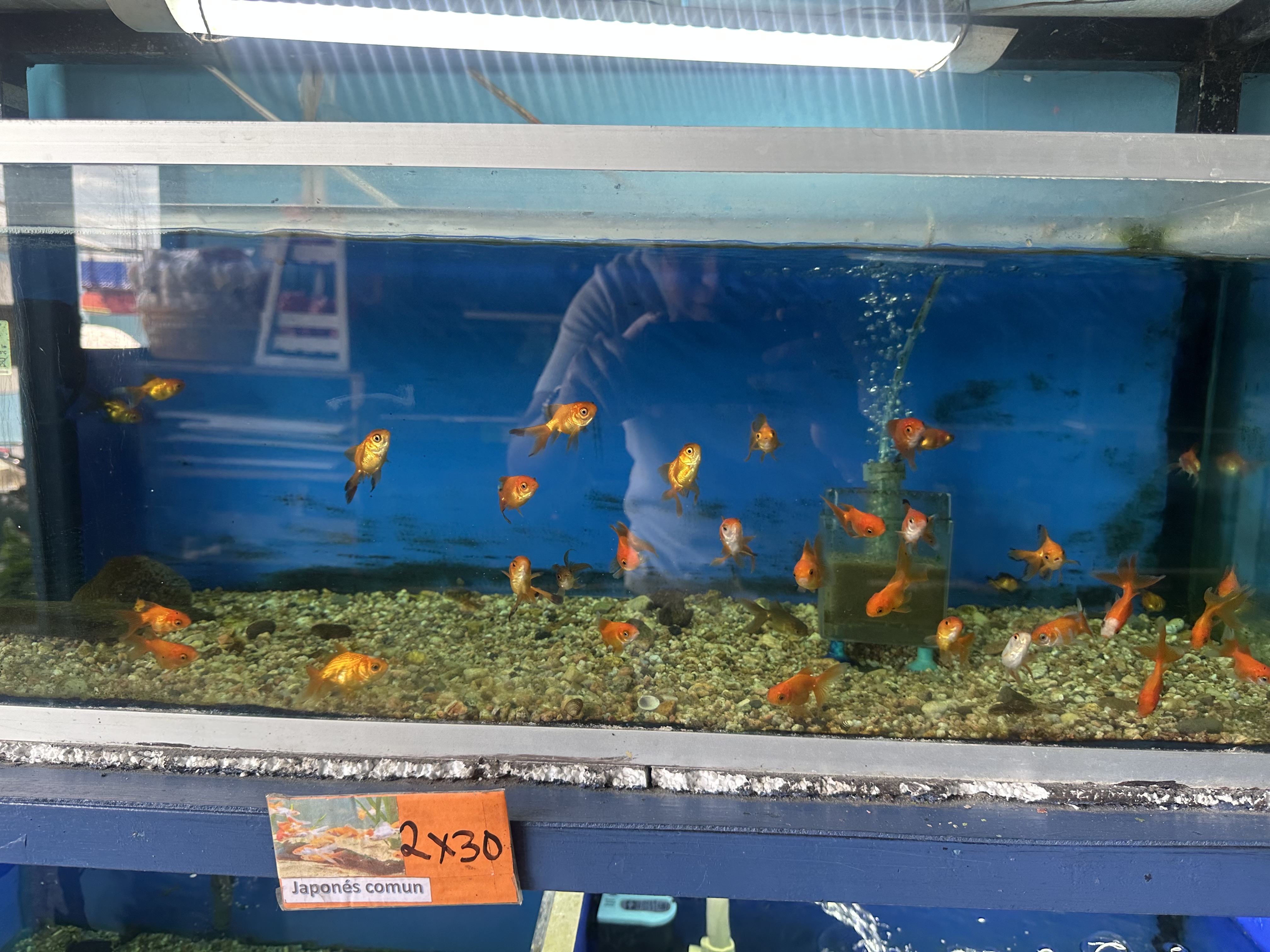 Acuario Goldfish