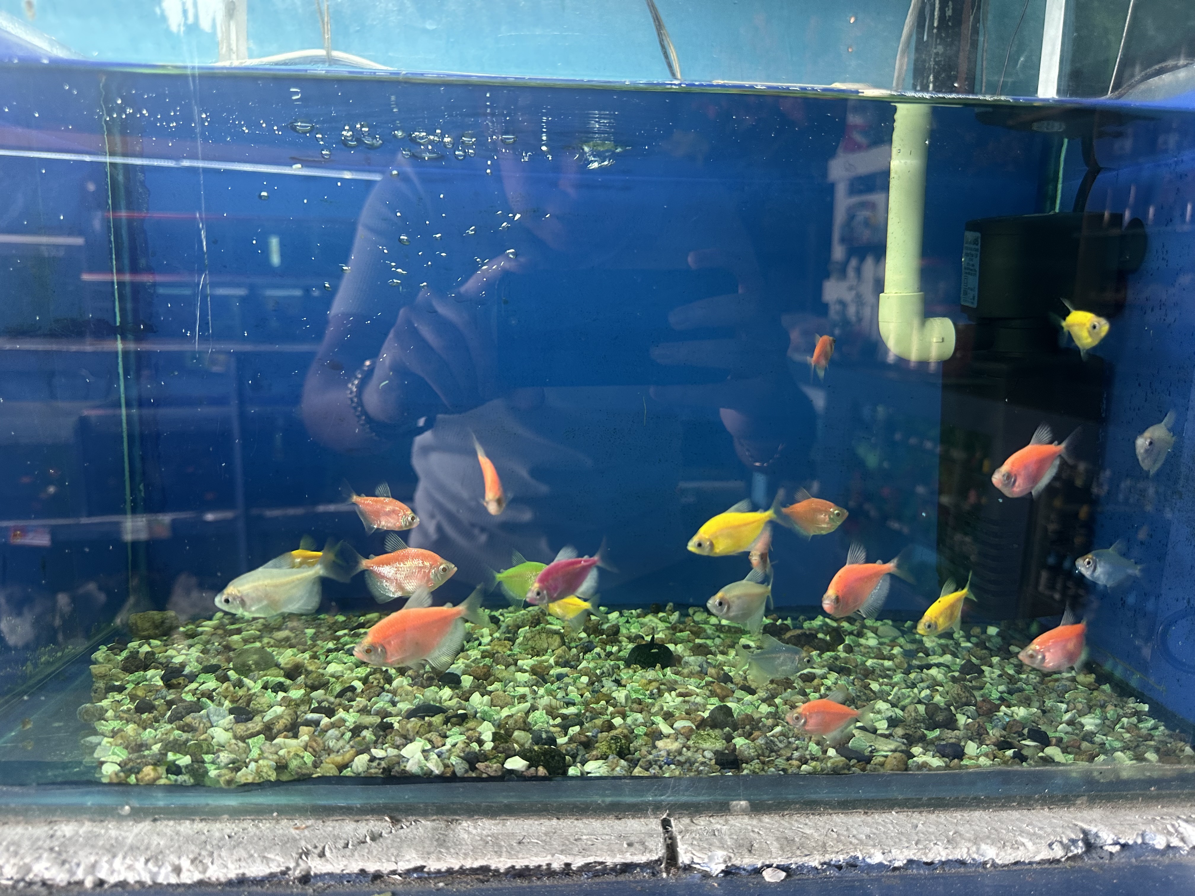 Acuario Goldfish